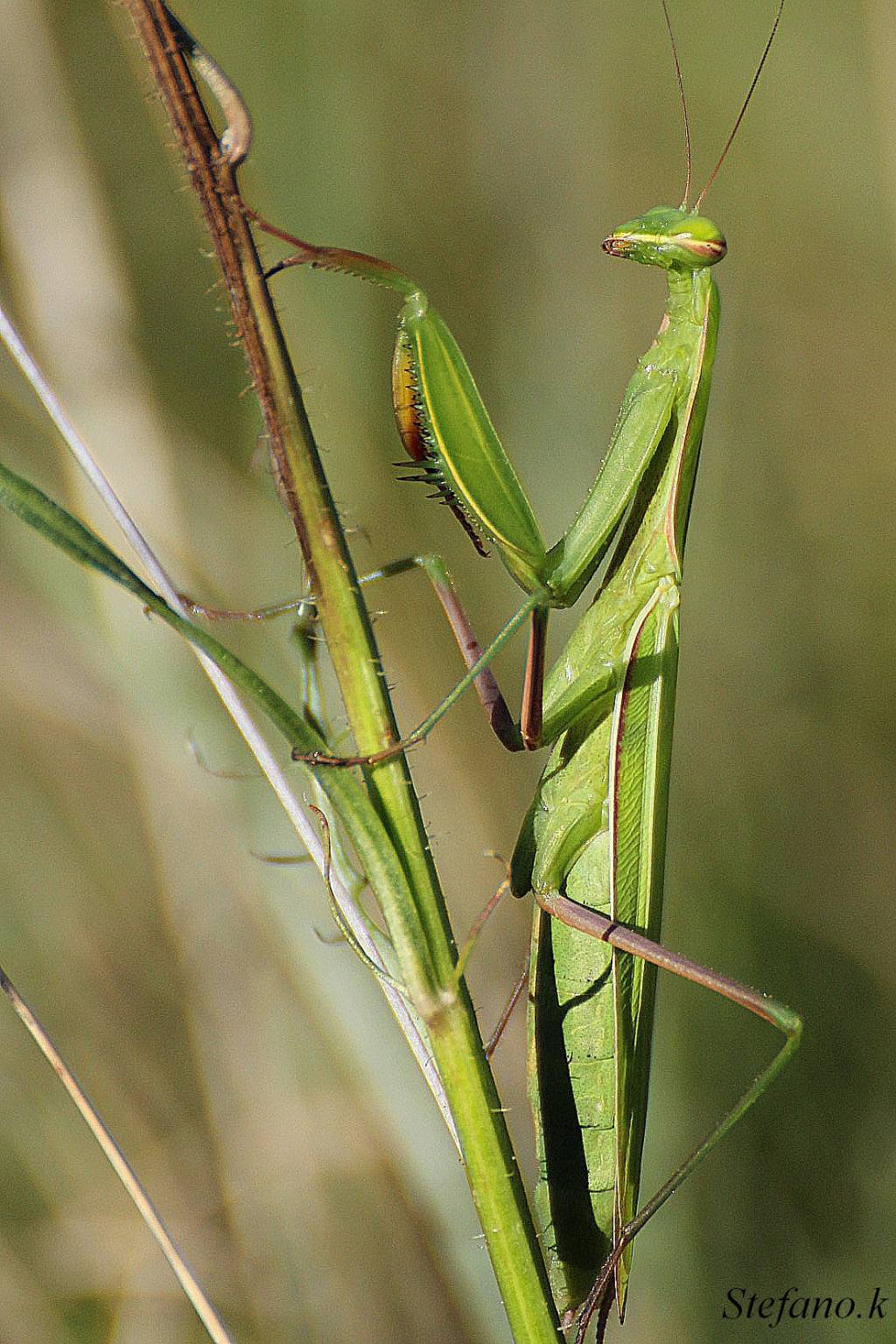 Maschio o femmina???